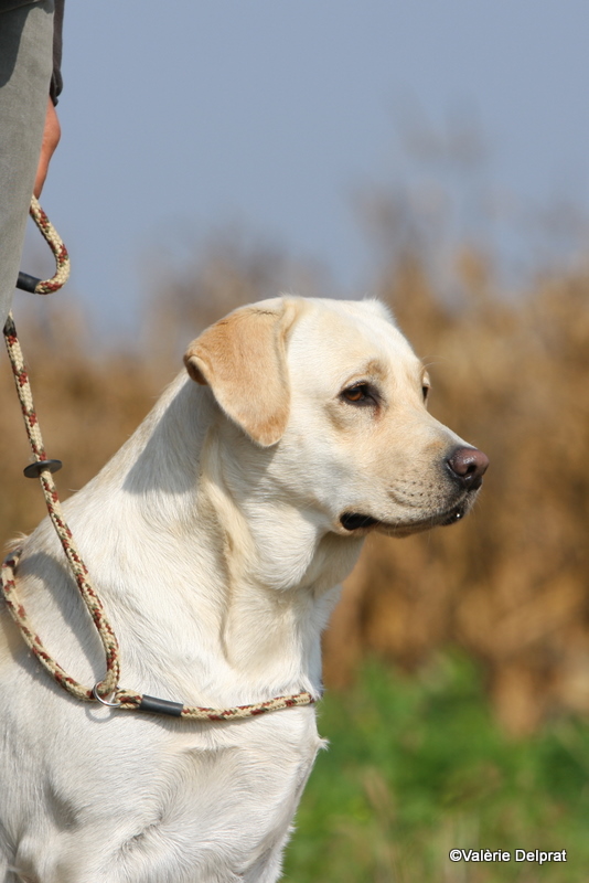 Field Erstein 09 (47).JPG